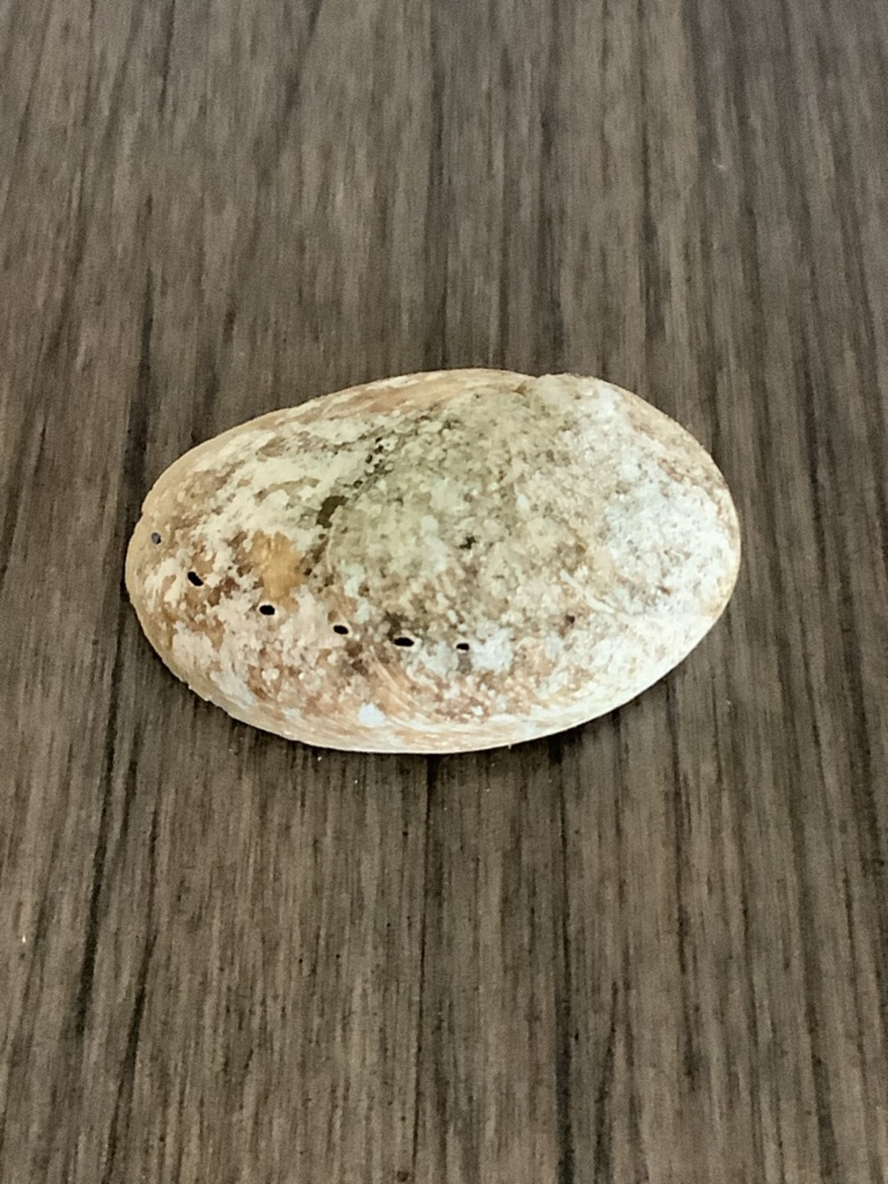 Abalone Haliotis Rufescens Shell 4.5" Long - Picture 7 of 13